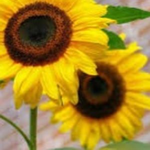 Meet your Posher, Mardi